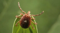 Taiga tick a jeho nebezpečenstvo pre človeka